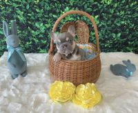French Bulldog Puppies for sale in Ocala, Florida. price: $3,000