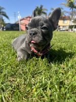 French Bulldog Puppies for sale in Wilmington, California. price: $1,500