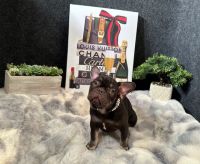 French Bulldog Puppies for sale in Houston, Texas. price: $2,000