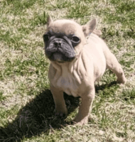 French Bulldog Puppies for sale in Lancaster, California. price: NA