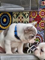 French Bulldog Puppies for sale in Dayton, Texas. price: $2,000