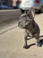 French Bulldog Puppies for sale in Phoenix, Arizona. price: $3,400