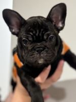 French Bulldog Puppies for sale in Pasadena, Maryland. price: $2,500