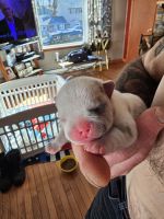 French Bulldog Puppies for sale in Wharton, New Jersey. price: $4,500