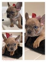 French Bulldog Puppies for sale in Oklahoma City, Oklahoma. price: $250,000
