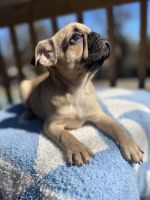 French Bulldog Puppies for sale in Morristown, Tennessee. price: $650