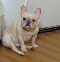 French Bulldog Puppies for sale in Los Angeles, California. price: $2,500