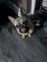 French Bulldog Puppies for sale in Milwaukee, Wisconsin. price: $2,500