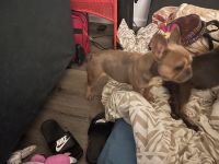 French Bulldog Puppies for sale in Berkeley, California. price: $900