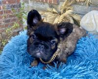 French Bulldog Puppies for sale in Bentonville, Arkansas. price: $3,000
