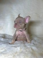 French Bulldog Puppies for sale in San Jose, California. price: $4,000