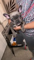 French Bulldog Puppies for sale in Huntington Beach, California. price: $700