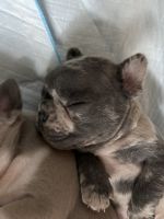 French Bulldog Puppies for sale in Cape May, New Jersey. price: NA
