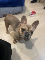 French Bulldog Puppies for sale in Berkeley, California. price: $900