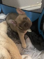 French Bulldog Puppies for sale in Harlingen, Texas. price: $3,500