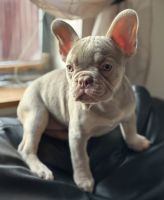 French Bulldog Puppies for sale in Middletown, New York. price: $3,000