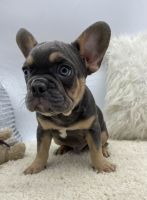 French Bulldog Puppies for sale in Tomball, TX, USA. price: $4,000