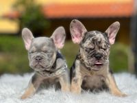French Bulldog Puppies for sale in Newark, New Jersey. price: $3,500