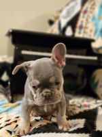 French Bulldog Puppies for sale in Belen, New Mexico. price: NA