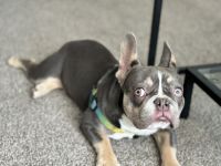 French Bulldog Puppies for sale in Baltimore, Maryland. price: $6,000