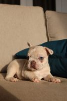 French Bulldog Puppies for sale in Boca Raton, Florida. price: $3,800