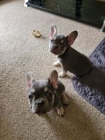 French Bulldog Puppies for sale in Conroe, Texas. price: $2,900