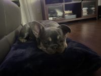 French Bulldog Puppies for sale in Tampa, Florida. price: $3,000