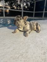 French Bulldog Puppies for sale in Ruskin, FL, USA. price: $450