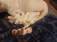 French Bulldog Puppies for sale in Oxford, Alabama. price: $200