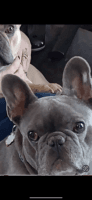 French Bulldog Puppies for sale in Schofield, Wisconsin. price: $1,500