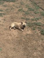 French Bulldog Puppies for sale in Amarillo, Texas. price: $2,500