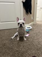 French Bulldog Puppies for sale in Bellevue, Washington. price: $5,000