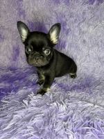 French Bulldog Puppies for sale in Fort Worth, Texas. price: $4,000