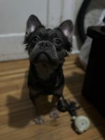 French Bulldog Puppies for sale in North Bergen, NJ 07047, USA. price: $3,000