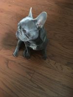 French Bulldog Puppies for sale in Kennesaw, Georgia. price: $2,000