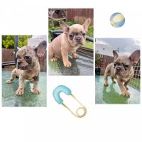 French Bulldog Puppies for sale in Hercules, California. price: $2,000