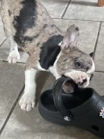 French Bulldog Puppies for sale in Torrington, Connecticut. price: $1,500
