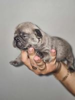 French Bulldog Puppies for sale in Miami Gardens, Florida. price: $2,500