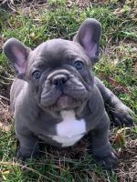 French Bulldog Puppies for sale in Abbeville, SC 29620, USA. price: $3,000
