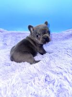 French Bulldog Puppies for sale in Sandy Hook, Kentucky. price: $4,000