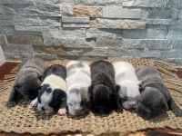 French Bulldog Puppies for sale in Conroe, TX 77303, USA. price: NA