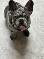 French Bulldog Puppies for sale in Tracy, California. price: $2,200