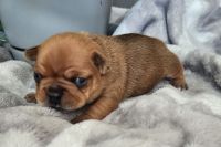 French Bulldog Puppies for sale in Wittmann, Arizona. price: $3,000