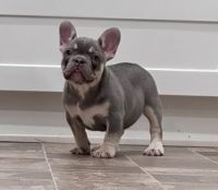 French Bulldog Puppies for sale in Fontana, CA 92336, USA. price: $3,000