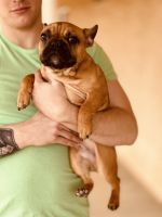 French Bulldog Puppies for sale in Yucca Valley, California. price: $3,000