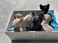 French Bulldog Puppies for sale in Kissimee, Florida. price: $5,000