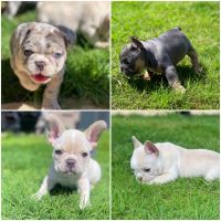 French Bulldog Puppies for sale in Little Elm, Texas. price: NA