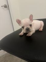 French Bulldog Puppies for sale in suffolk, Virginia. price: $3,000
