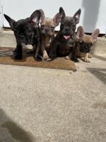 French Bulldog Puppies for sale in Richmond, Virginia. price: $2,300