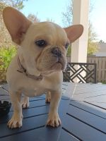 French Bulldog Puppies for sale in Bolivia, NC 28422, USA. price: $1,200